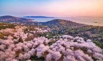 相约太湖樱花山，遇见日本同款樱花、深入醉美油菜花海，打卡太湖第一渔港、探访古刹和摩崖石刻（上海1天活动）